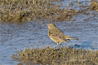 Strandpieper