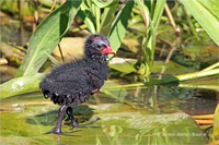 Teichhuhn (Küken)