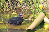 Teichhuhn (Küken)