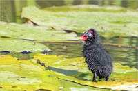 Teichhuhn (Küken)