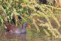 Teichhuhn (Familie)