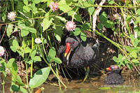 Teichhuhn (Familie)