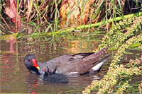 Teichhuhn (Familie)