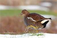 Teichhuhn (Jugend)