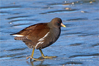 Teichhuhn (Jugend)