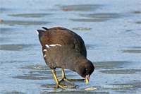 Teichhuhn (Jugend)