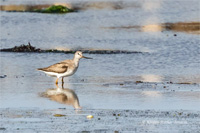 Terekwasserläufer