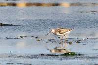 Terekwasserläufer