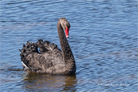 Trauerschwan
