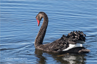Trauerschwan