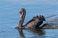 Trauerschwan