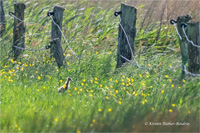 Uferschnepfe (Küken)