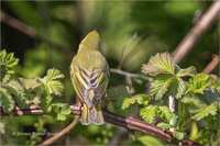 Waldlaubsänger