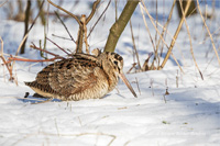 Waldschnepfe