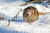 Waldschnepfe