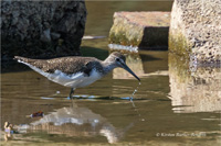 Waldwasserläufer