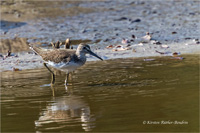 Waldwasserläufer