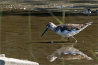 Waldwasserläufer