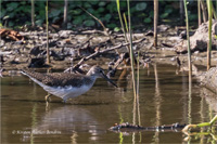 Waldwasserläufer