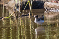 Waldwasserläufer