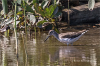 Waldwasserläufer