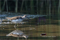 Waldwasserläufer