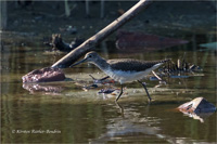 Waldwasserläufer