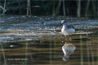 Waldwasserläufer