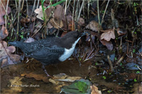 Wasseramsel (N / O-europ.)