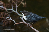 Wasseramsel (N / O-europ.)