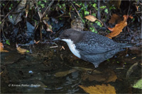 Wasseramsel (N / O-europ.)