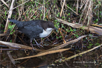 Wasseramsel (N / O-europ.)