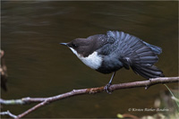 Wasseramsel (N / O-europ.)