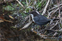 Wasseramsel (N / O-europ.)