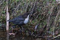 Wasseramsel (N / O-europ.)