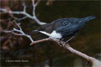 Wasseramsel (N / O-europ.)