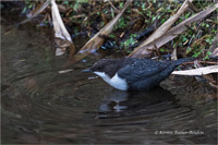 Wasseramsel (N / O-europ.)