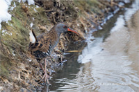 Wasserralle
