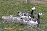 Weißwangengans (Familie)