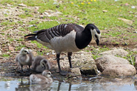 Weißwangengans (Familie)