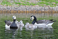 Weißwangengans (Familie)