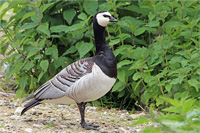 Weißwangengans