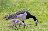 Weißwangengans (Familie)