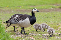 Weißwangengans (Familie)