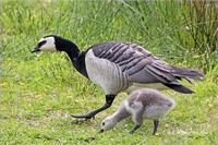 Weißwangengans (Familie)