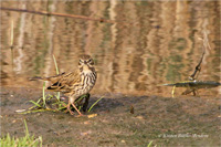 Wiesenpieper