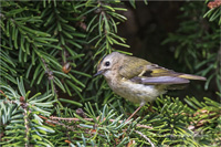 Wintergoldhähnchen (w)