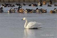 Zwergschwan