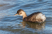 Zwergtaucher