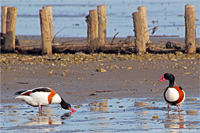 Brandgänse im Wattenmeer